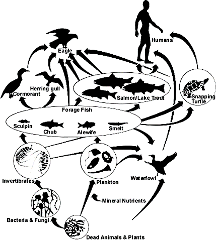 human food chain cycle